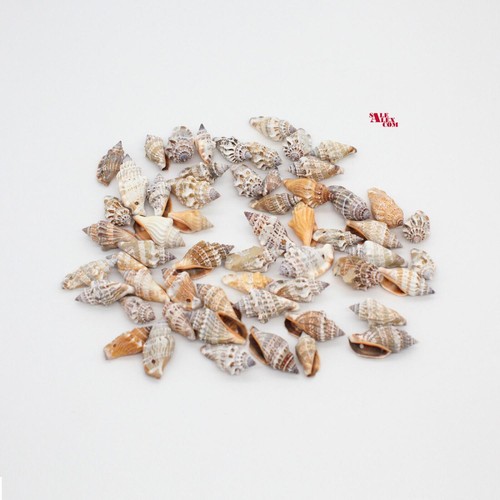 100gr muschel perlen gebohrt - 100gr,