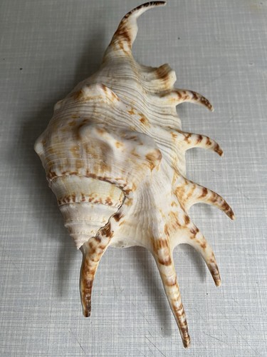 Dekorative