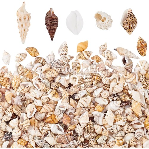 Muscheln strand dekoration - muscheln,