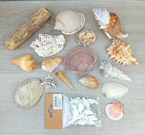 Tlg muschelset muschel - 17-, tlg.