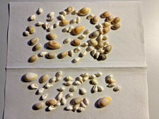 Muschelmix 100 Teile Deko