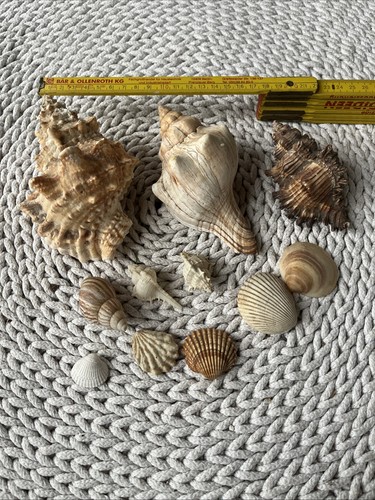 Deko muscheln muschel aquarium - muscheln,