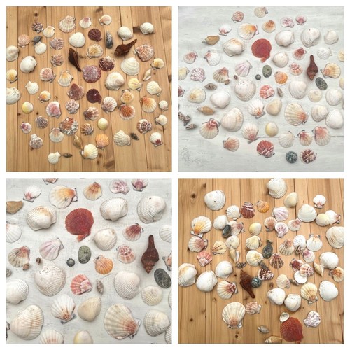 500g muschel mix deko maritim - muschel,