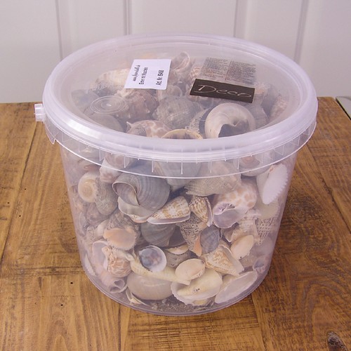 Muscheln schneckenhäuser - muscheln,