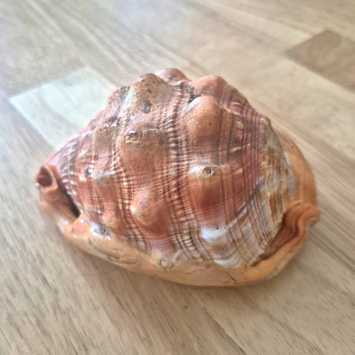 Rote helmschnecke dekoration - rote,