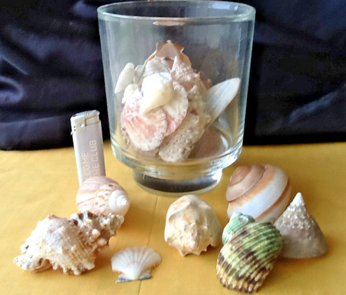 Großes glas mit muscheln 1620 - großes,