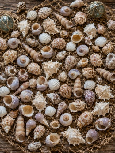 Natur produkt 500g muscheln - natur,