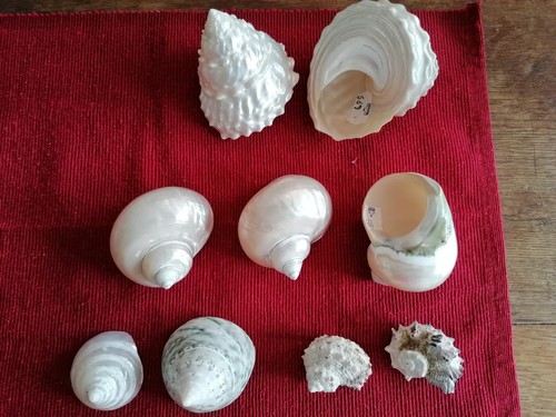 Muscheln für maritime