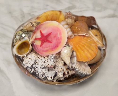 Muschelset korb seestern - muschelset,