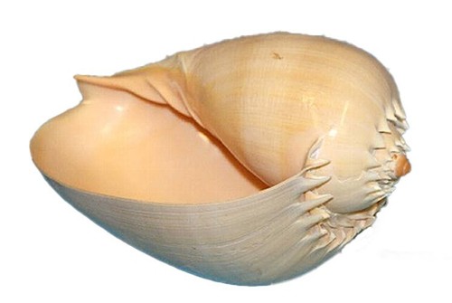 Echte muschel voluta - muschel,