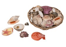 Muscheln und Seestern im Korb