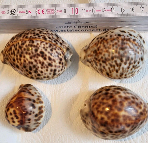 Vier tigerschnecken gehäuse - vier, tigerschnecken-gehäuse