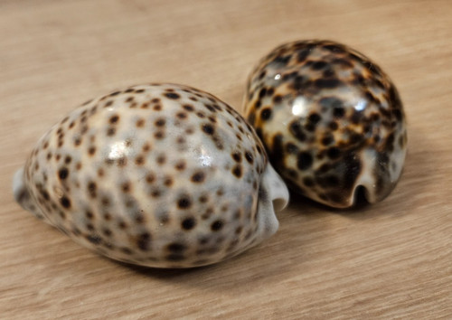 Deko muscheln aus keramik - 2,