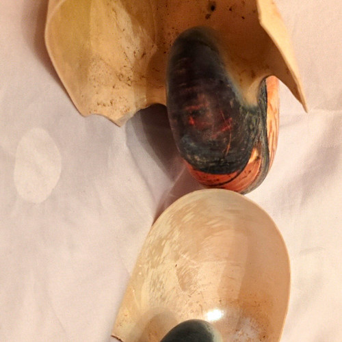 Nautilus muschelschalen - nautilus,