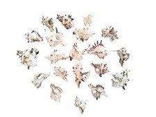 Echte Muscheln 20 Stück als