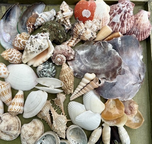 Natur muschel mix sea - natur,