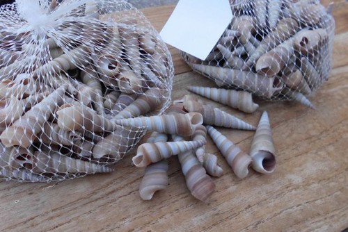 Netze echte muscheln - 2,