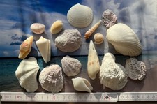 Muschel und Meeresschnecken