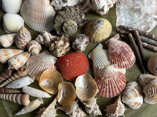 Natur muschel mix sea - muschel,