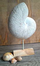 Nautilus Muschel Figur