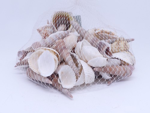 Muscheln set deko natur - set,
