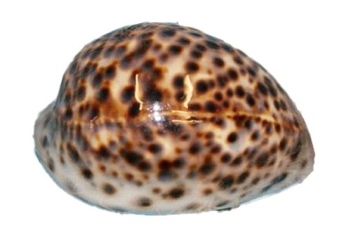 Echte tigermuschel - echte,