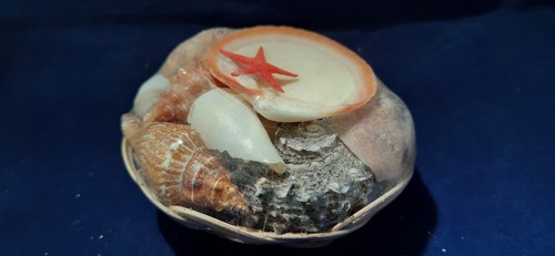 Korb mit muscheln - mit,