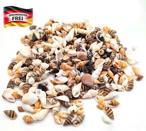 Maritime dekoration muscheln - maritime,