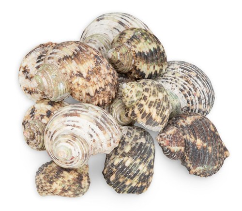 Nadeco turbo argyrostomus - nadeco,