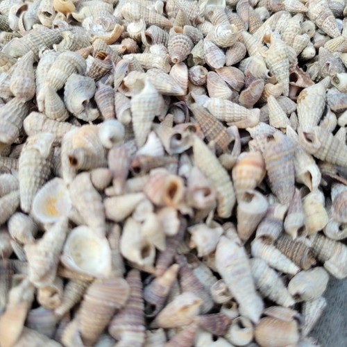 100g maritime dekoration - 100g,
