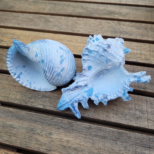 Muscheln maritime - x,