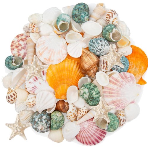 Natürliche muscheln - natürliche,