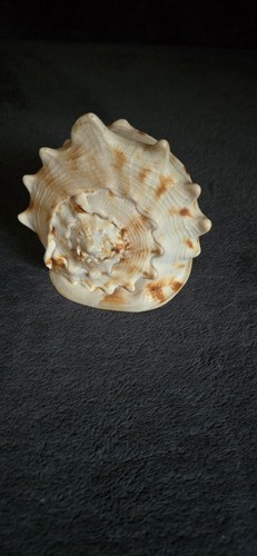Große muschel schnecke - große,