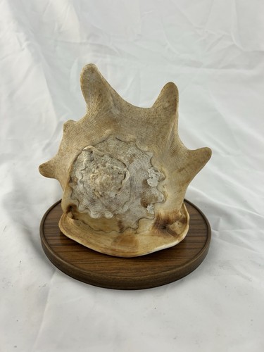 Gehörnte helmschnecke - helmschnecke,