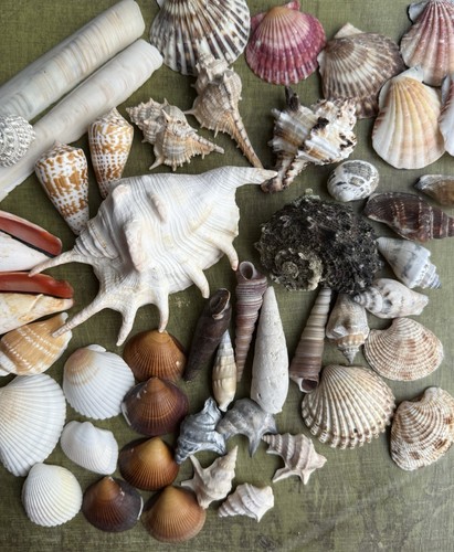 Natur muschel mix sea shells - natur,