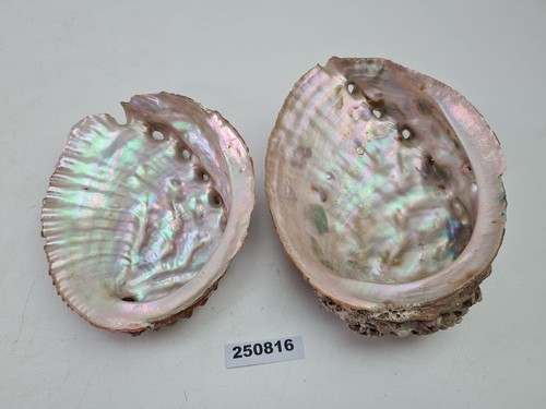Schalen muschelform - 2x,