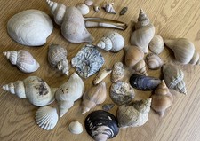 Muscheln Maritime Deko Nordsee