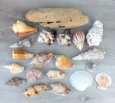 20- tlg. Muschelset Muscheln