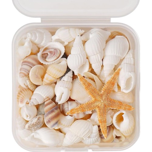 Muscheln seesterne dekoration - seesterne,