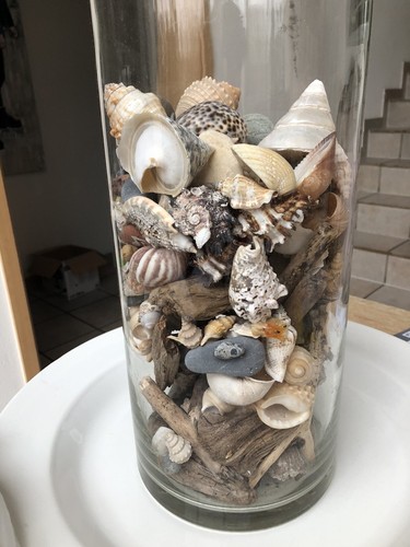 Dekoration muscheln seestern - dekoration,