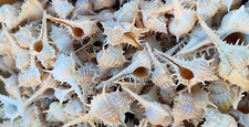 200 Stk Muscheln Kata Chimman