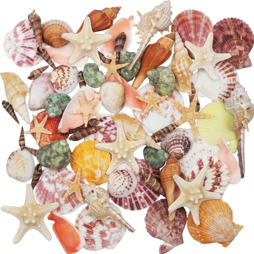 Natürliche muscheln - muscheln, 70+