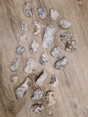Muscheln austern nordsee deko - muscheln,