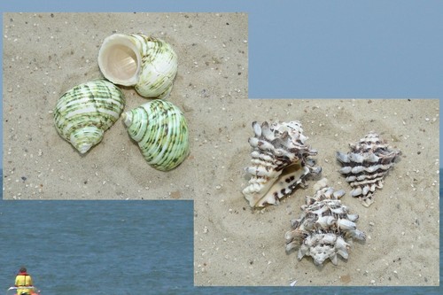 3er set echte muschel - 3er-set,