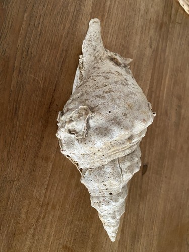 Große muschel meeresschnecke - große, muschel/meeresschnecke