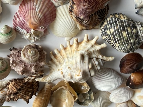 Natur muschel mix sea - natur, shells