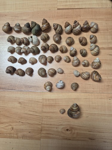 Schnecken häuser - 50,