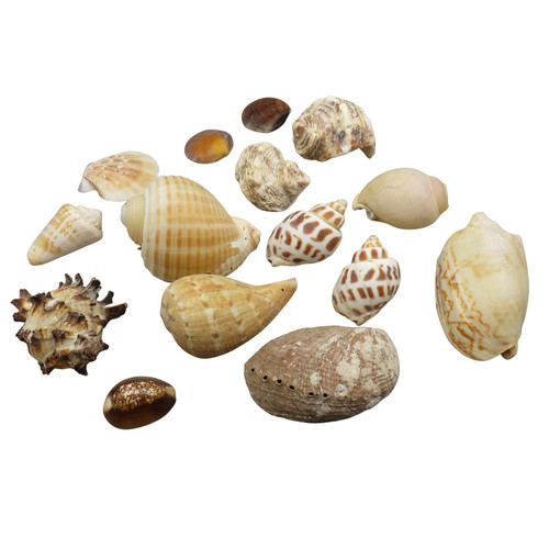 Muscheln bastel zubehör - muscheln,