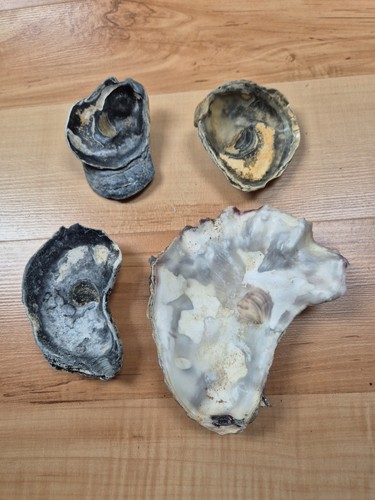 Austern muschel strandgut - 4,