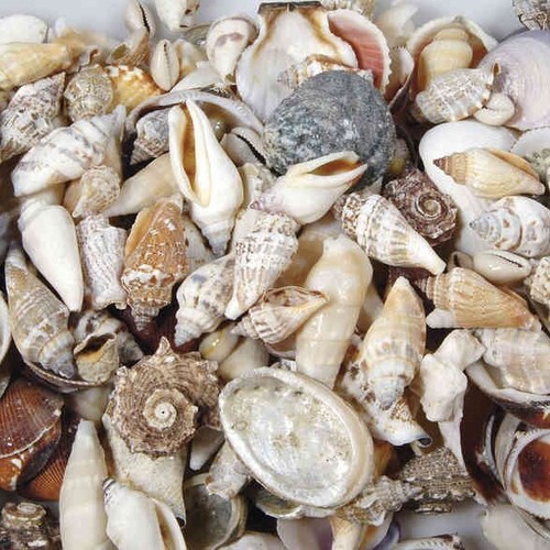 Muscheln 250gr natürliche - 250gr.,